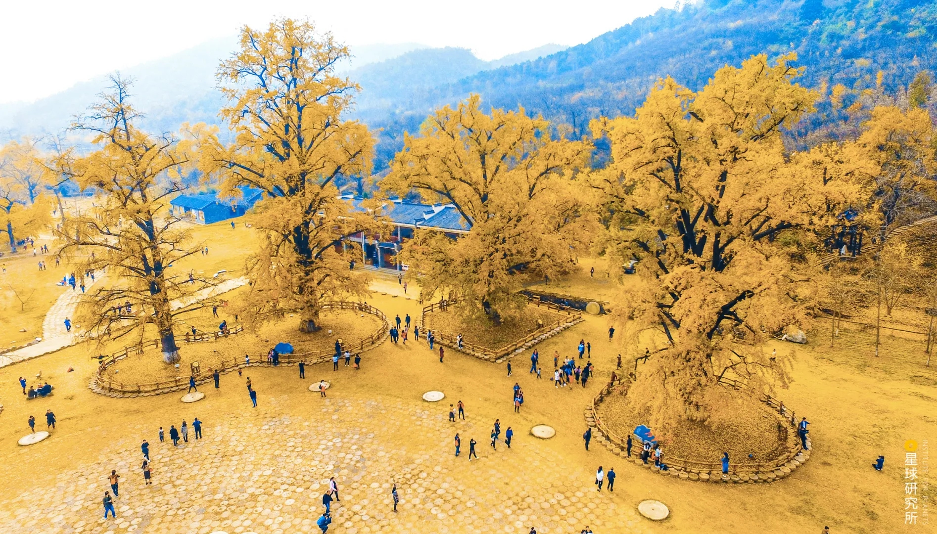 隨州千年銀杏谷 隨州千年銀杏谷